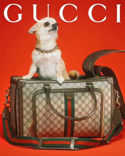 gucci hondenmand|gucci dog collection.